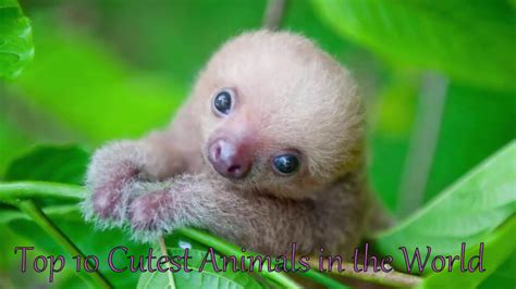 These Top 10 Cutest Animals in the World Will Make you Fall for Them ...