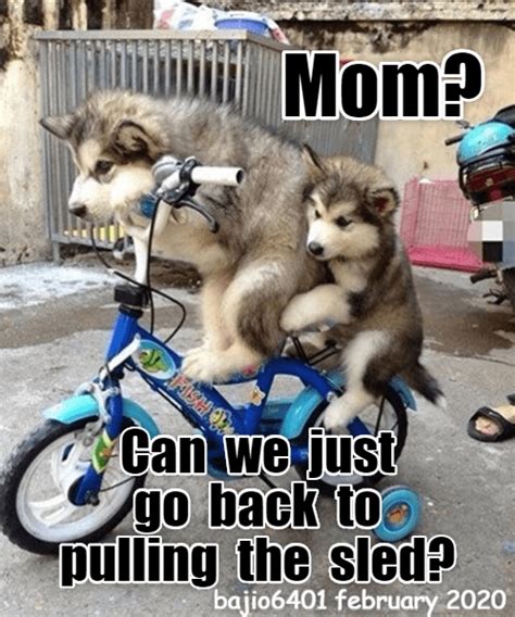 THIS BIKE IS JUST NOT WORKING OUT | Cycling humor, Pet dogs, Biking workout