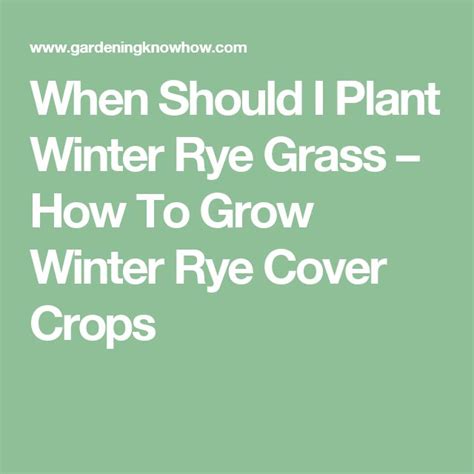 What Is Winter Rye Grass: Growing Winter Rye As A Cover Crop | Rye grass, Winter vegetables ...