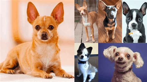 Top 31 Cheeky Chihuahua Mixes You Have to See - PetVR.com