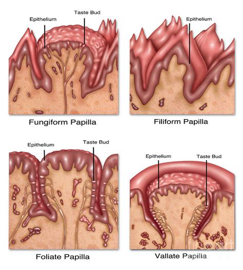 Lingual Papillae