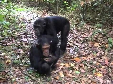 mating chimpanzees in Mahale Tanzania - YouTube