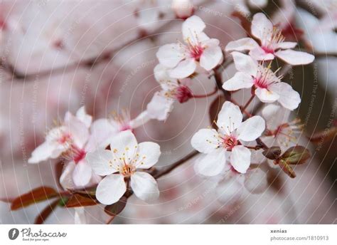 Real Cherry Blossom Tree Branch