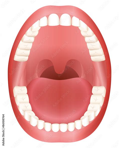 Teeth - open adult mouth model with upper and lower jaw and its thirty ...