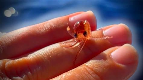 The Smallest Octopus You've Ever Seen - YouTube