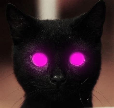 Kitty Superstar - Glow cat | Cute adorable cats posted daily