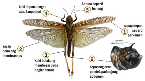 Mengenal Ordo Serangga Hama: Orthoptera