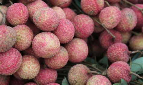 Vietnamese businesses boost lychee exports