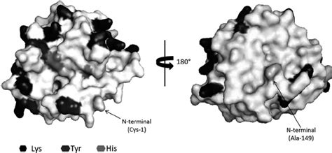 D surface structure model of chymotrypsin. The 3D surface structure... | Download Scientific Diagram