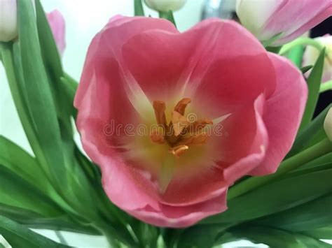 Pink Tulips on Valentine`s Day for Your Beloved Stock Photo - Image of february, message: 85710454