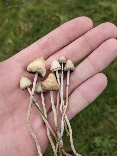 psilocybe semilanceata 🍄 : r/MushroomPorn