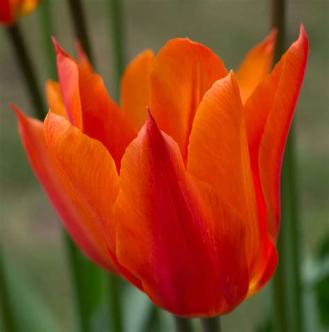Tulip 'Ballerina' - Riverside Garden Centre