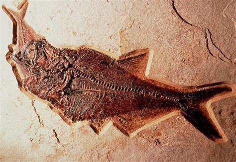 Fossil Of Fish That Died Eating Its Prey Photograph by Peter Menzel/science Photo Library - Pixels