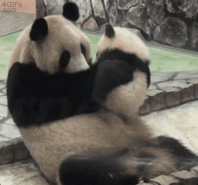 10 Pandas That Will Make Your Day