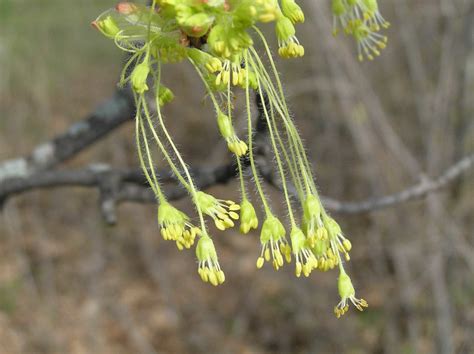 Interesting Facts About Maple Trees: Description and Uses - Owlcation