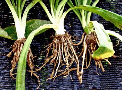 How to Control Root Knot Nematodes in Your Garden | Gardener's Path