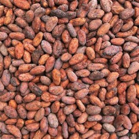 Raw Cocoa Beans For Food at Best Price in Coimbatore | Western Ghats Agro Traders