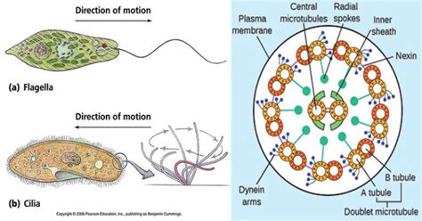 Cilia and Flagella- Definition, Structure, Functions and Diagram