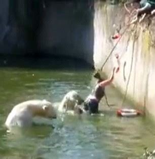 Pictured: Shocking moment polar bear attacks woman who climbed into zoo ...