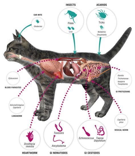 Fleas & Ticks & Worms - The Cat Vet