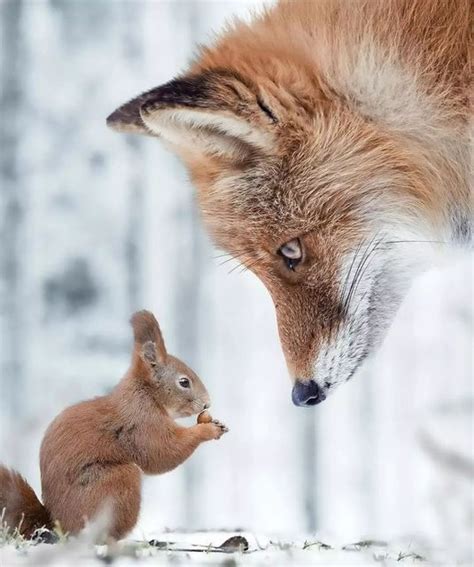 Fox wallpaper aesthetic fox wallpaper aesthetic dark fox wallpaper cute fox wallpaper art – Artofit