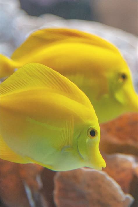 two yellow fish are swimming in an aquarium