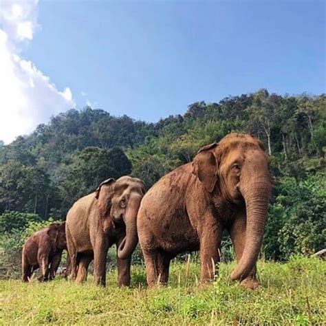 Elephant Rescue Park - Tour To Planet