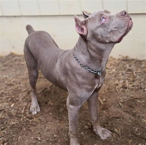 Cane Corso Colors: The Standard & Rarest Coat Colors - K9 Web