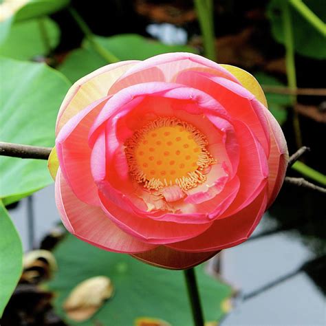 Red Lotus I Photograph by Jairo Rodriguez | Fine Art America