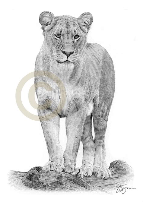 Portrait of a Lioness pencil drawing print big cat art | Etsy