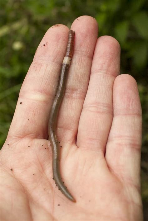 Voracious Asian jumping worms strip forest floor and flood soil with nutrients