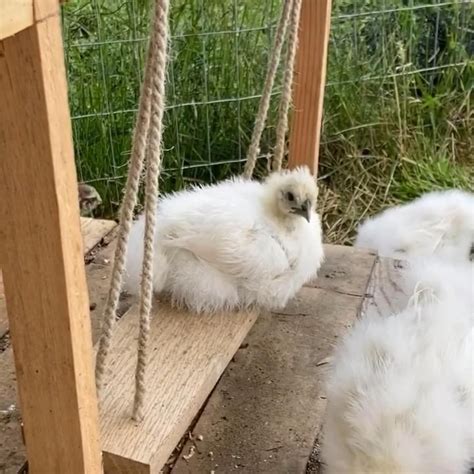 two baby chickens are sitting on a swing