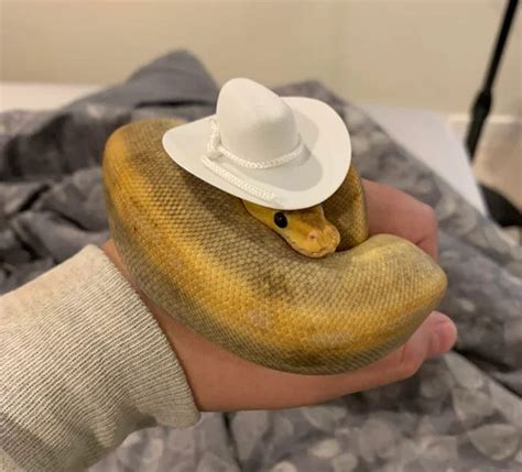 50 Pics Of Adorable Snakes With Hats As Shared In This Online Community - Ishrat Pasha