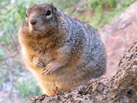 Zion National Park Wildlife - National Park Photographer