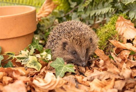 600+ Hedgehog Uk Garden Stock Photos, Pictures & Royalty-Free Images ...