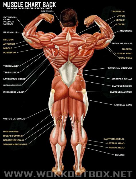 Name that Muscle | Anatomia muscolare, Anatomia, Anatomia umana