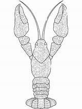 Crayfish coloring Pages For Adults sketch template