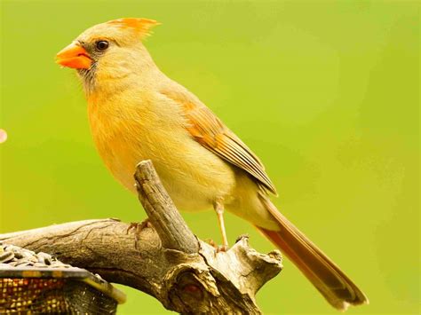 Rare Yellow Cardinal - FeederWatch