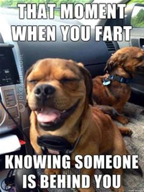 Image result for dog farts meme | Funny dog memes, Funny animal memes, Animal jokes