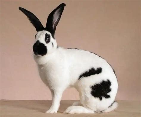 Checkered Giant Rabbit Characteristics | Rabbit breeds, Rabbit, Giant ...