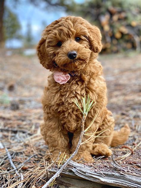 Goldendoodle Breeders Wisconsin State - Pudding to come