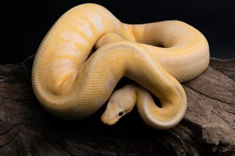 Banana Ball Python 101: Care, Size, Diet & More!