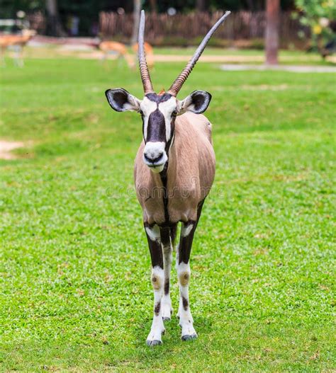 Gemsbok Antelope or Oryx Gazella Stock Photo - Image of habitat ...