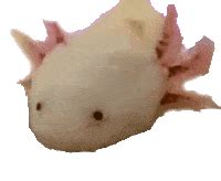 Animated Axolotl Gif Tumblr Images