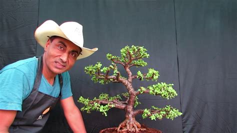 Jade Bonsai lesson/ Correct Way of Pruning - YouTube