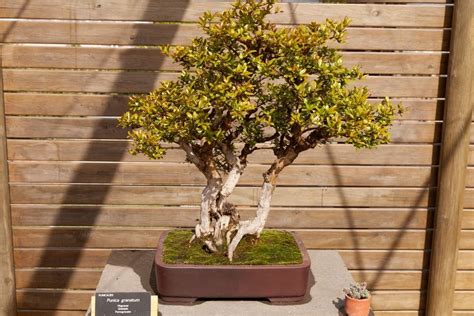 Pomegranate Tree Bonsai