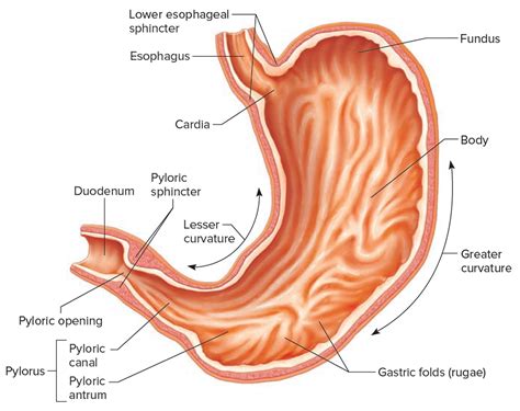 The Stomach Organs - Parts, Anatomy, Functions of the Human Stomach