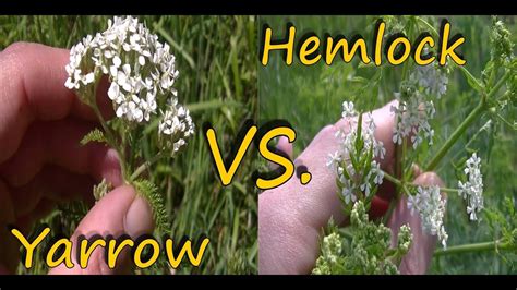 Poison Hemlock Identification and Yarrow Comparison in 2020 | Yarrow ...