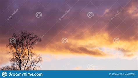 Silhouette of Birch on a Background of a Beautiful Sky during Sunset. Copy Space_ Stock Image ...