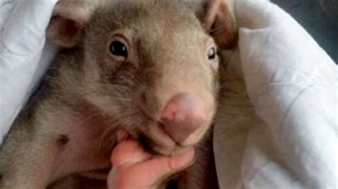 Orphaned Baby Wombat Found Covered In Mud Is Ready To Go Back Home ...